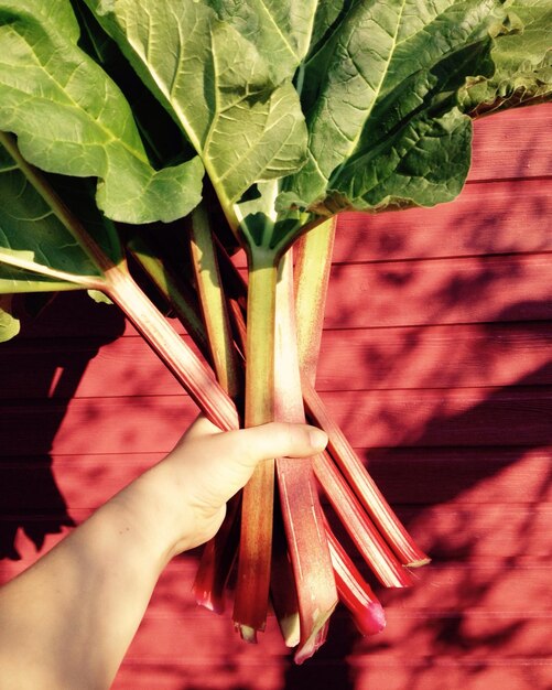 Photo cropped hand holding rhubarbs