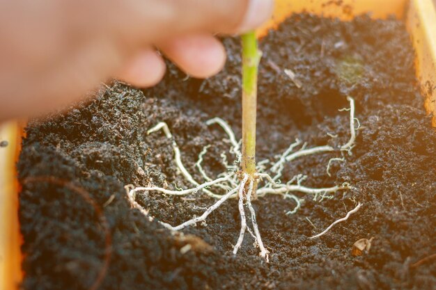 Foto mano tagliata che tiene radice nella terra