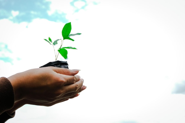 Photo cropped hand holding sapling against sky