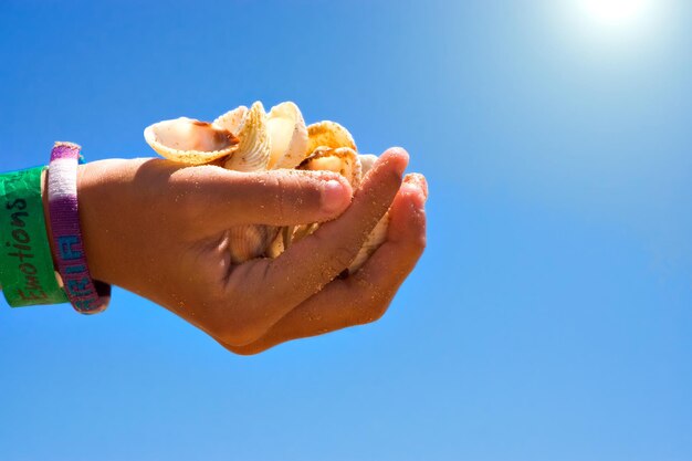 Cropped hand holding shells against clear blue sky