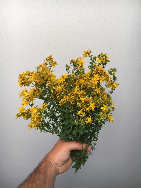 Photo cropped hand holding st johns wort plant against wall