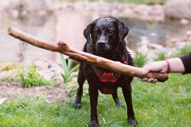 Foto mano tagliata che tiene il bastone mentre gioca con il cane