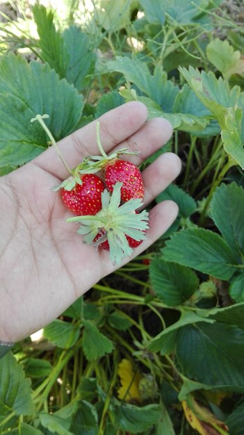 Photo cropped hand holding strawberries