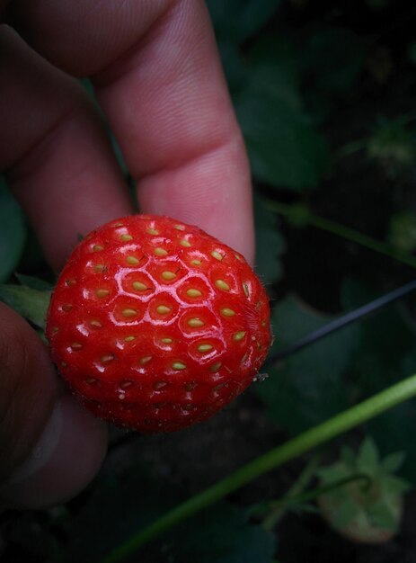 Photo cropped hand holding strawberry