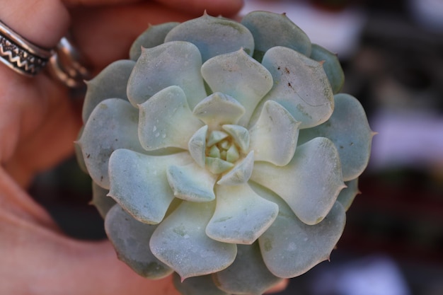 Cropped hand holding succulent plant outdoors