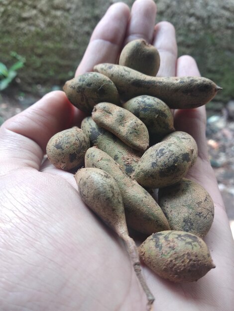 Cropped hand holding tamarind