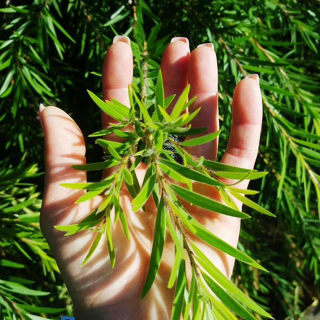 Cropped hand holding tree branch