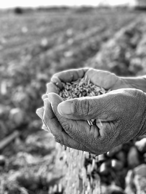 Photo cropped hand holding wheat