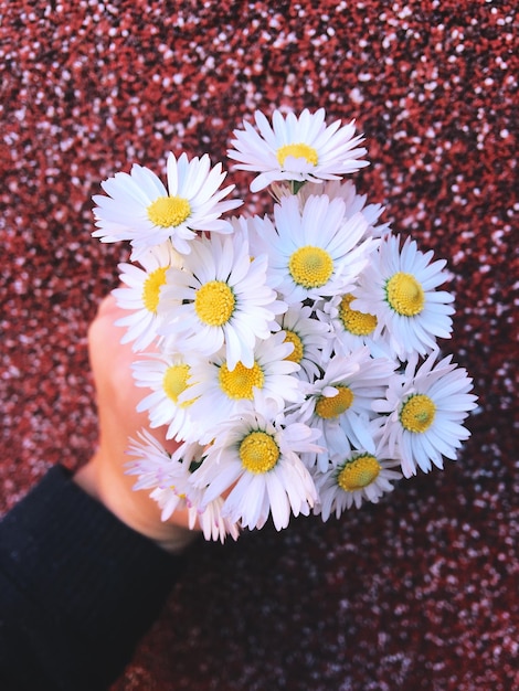 Photo cropped hand holding white daisies