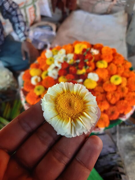 Cropped hand holding white flower outdoors