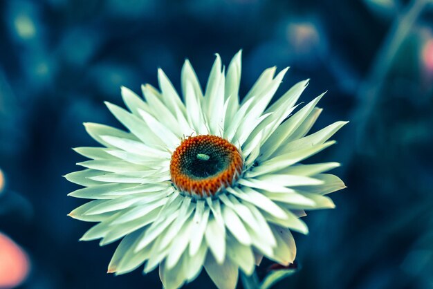 Photo cropped hand holding  white flower