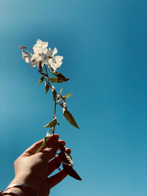 写真 明るい青い空に白い花を掲げている切断された手