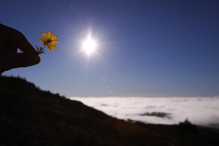 Photo cropped hand holding yellow flower against bright sun in sky