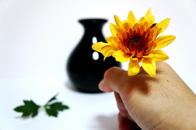 Cropped hand holding yellow flower against white background