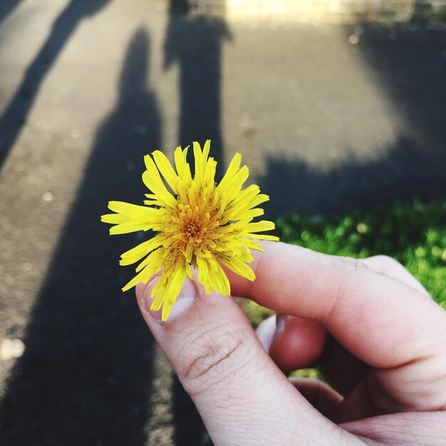 Photo cropped hand holding yellow flower