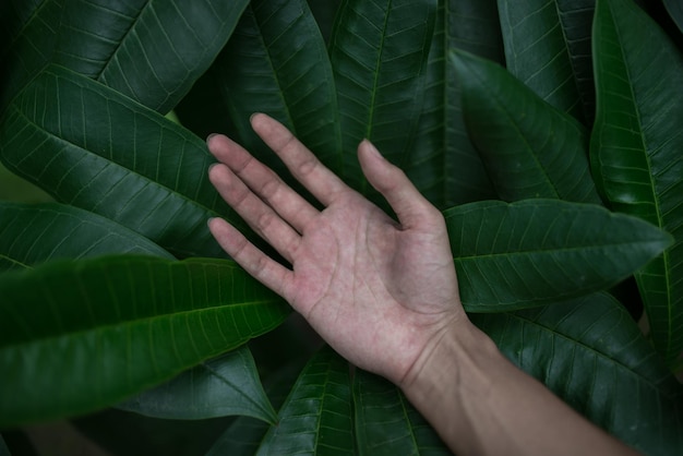 Foto mano tagliata sulle foglie