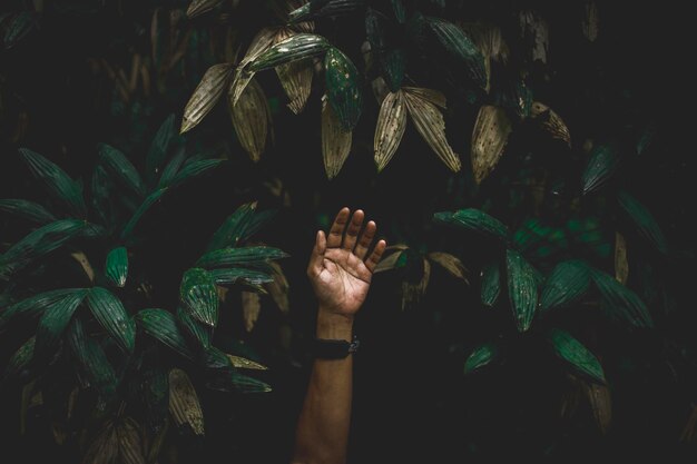 Photo cropped hand of man against plant