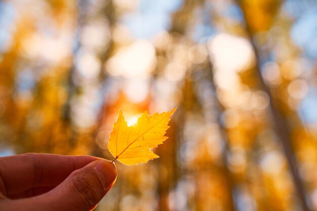 Photo cropped hand of man holding dry leaf against trees during autumn