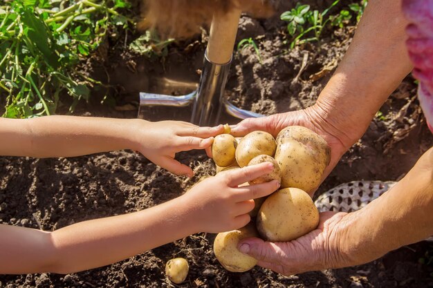 Photo cropped hand of man holding fruit