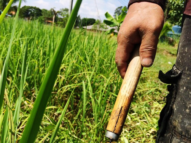 Cropped hand of man holding hand tool working at farm