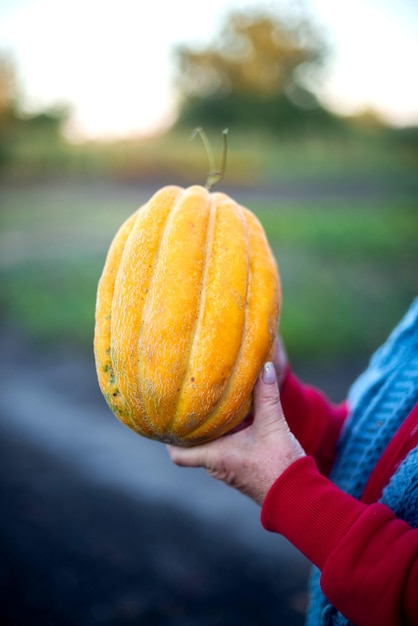Photo cropped hand of man holding pumpkin
