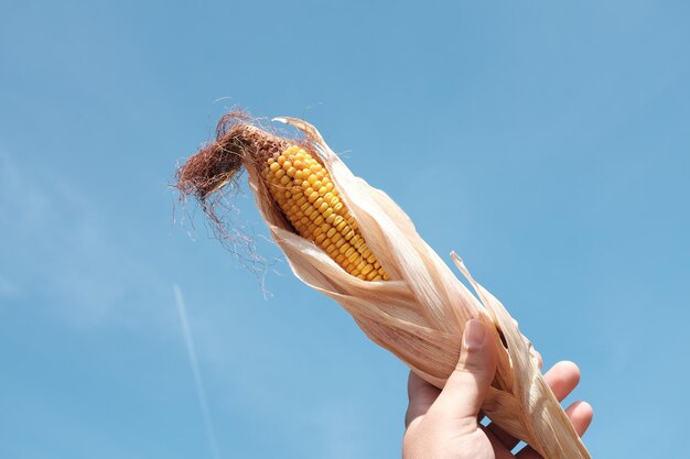 Photo cropped hand of man holding sweetcorn against blue sky