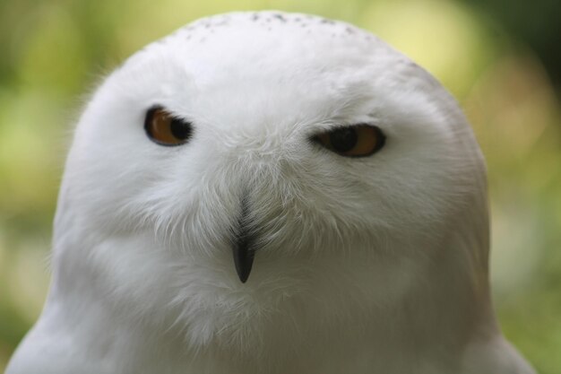 写真 鳥の切断された手