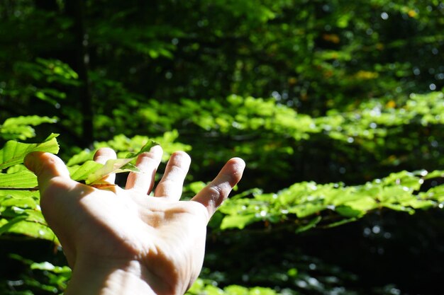 写真 樹木にぶつかった人の切断された手