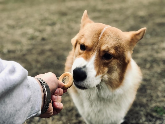 写真 犬に ⁇ を与えている人の手を切り取った