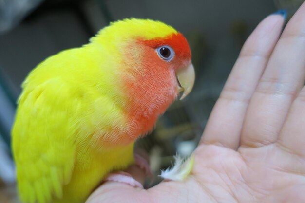 写真 鳥を握っている人の手を切った