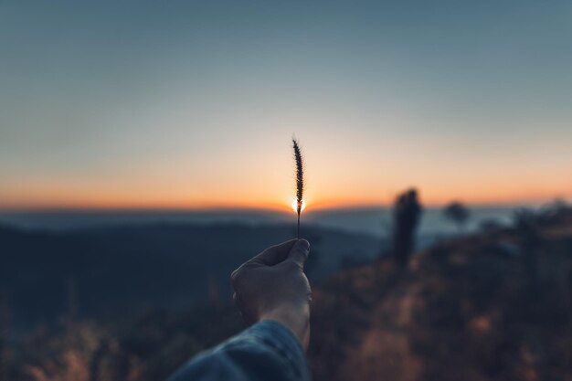 写真 夕暮れの空に向かって植物を握っている人の手を切り取った