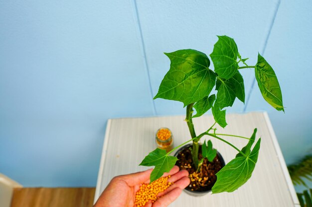 写真 植物の種を握っている人の手を切った