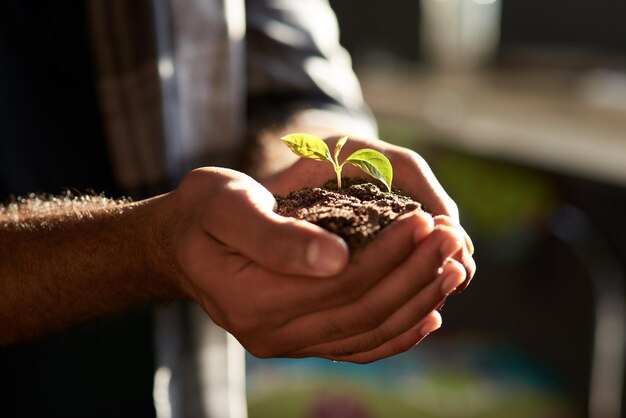 写真 小さな植物を握っている人の切断された手