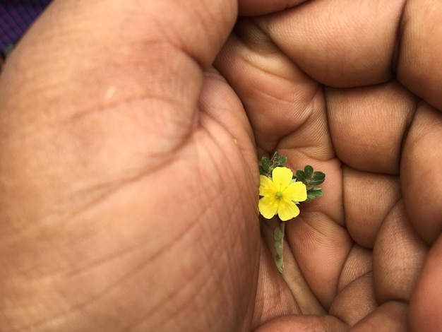 写真 黄色い花を握っている人の切断された手