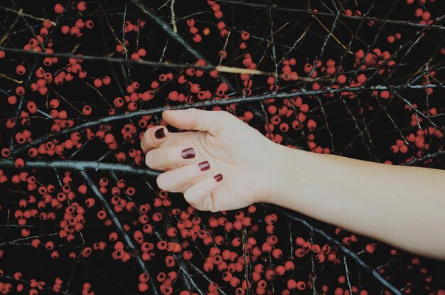 写真 木にベリーフルーツを握っている女性の切断された手