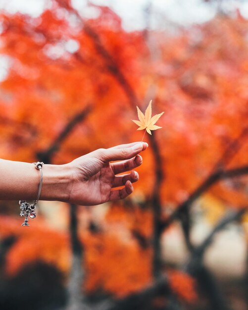 写真 花を握っている女性の手を切り取った