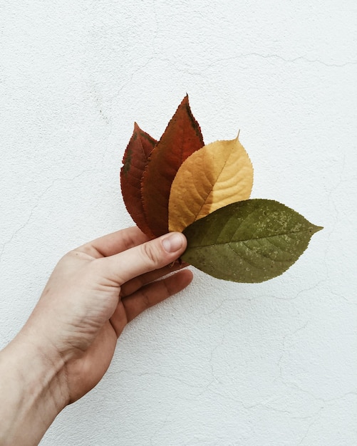 Фото Отрезанная рука женщины, держащей листья на стене