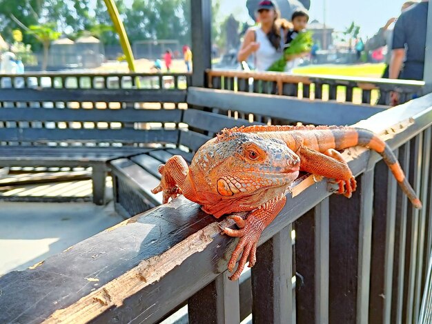 写真 金属を握っている女性のカットされた手