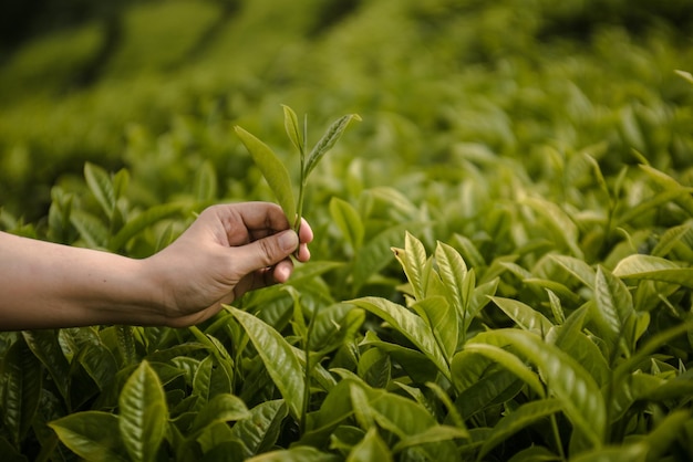 写真 植物を握っている女性の切り取られた手