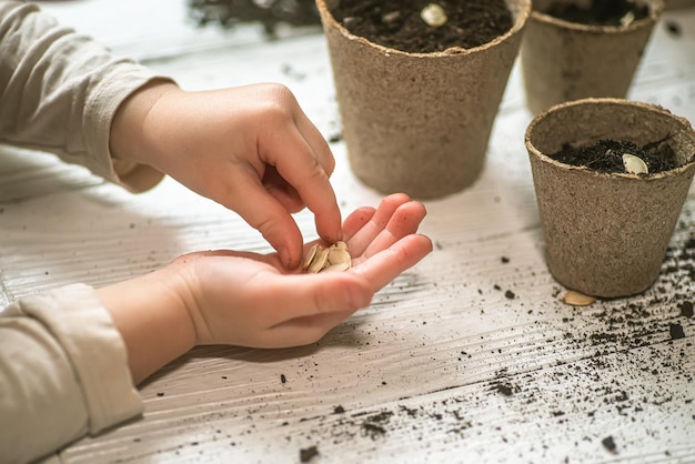 写真 鉢の植物を握っている女性の切断された手