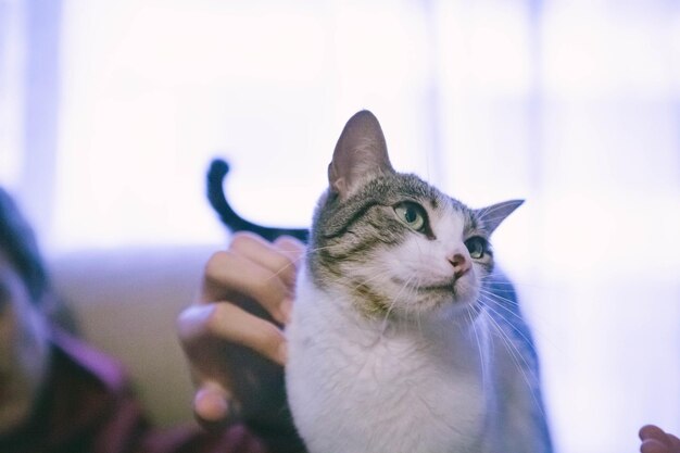 写真 家で猫に触っている女性の手を切った