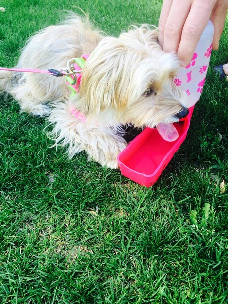 Cropped hand of person feeding dog on grassy field