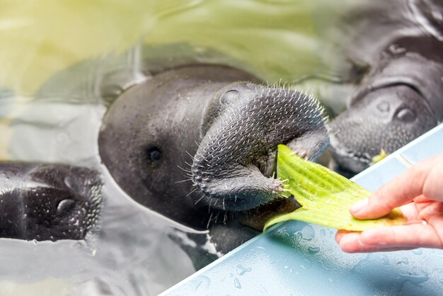 Photo cropped hand of person feeding to manatee at zoo