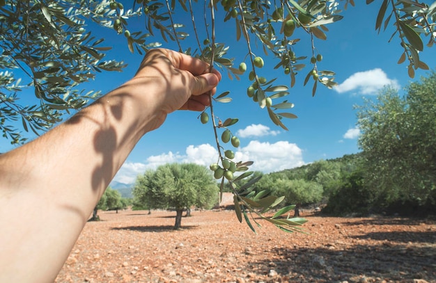 Photo cropped hand of person holding branch at farm