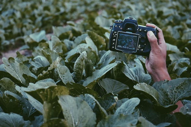 Photo cropped hand of person holding camera amidst plants