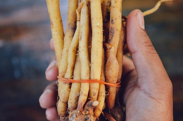 Cropped hand of person holding carrots