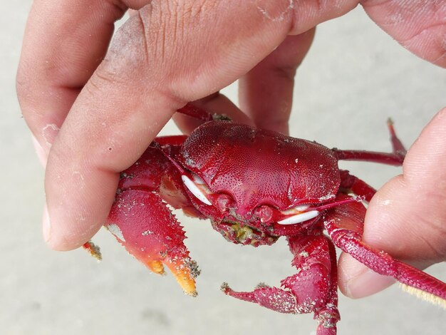 Foto mano tagliata di una persona che tiene un granchio