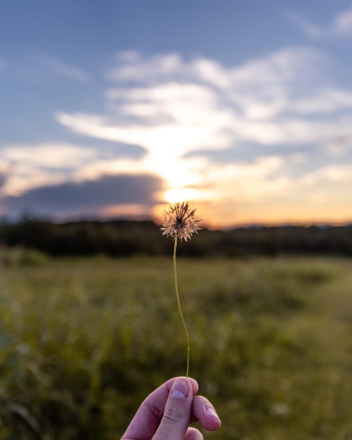 Cropped hand of person holding dandelion against sky during sunset