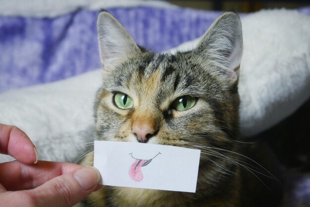 Foto mano tagliata di una persona che tiene un disegno sulla faccia di un gatto