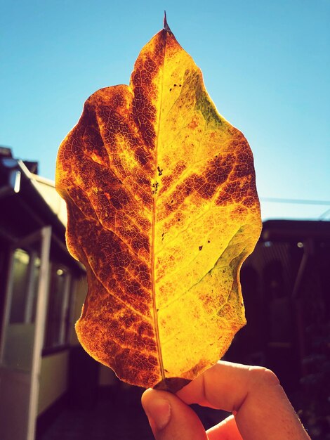 Foto mano tagliata di una persona che tiene una foglia secca contro il cielo